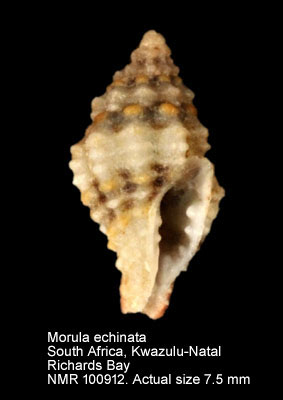 Morula echinata (3).jpg - Morula echinata (Reeve,1846)